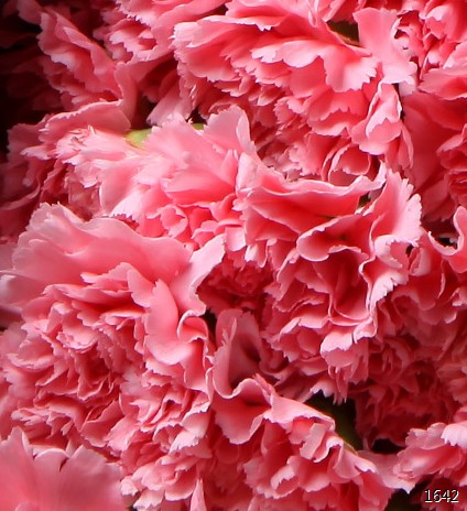 天使之祈(礼盒)